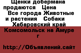 Щенки добермана  продаются › Цена ­ 45 000 - Все города Животные и растения » Собаки   . Хабаровский край,Комсомольск-на-Амуре г.